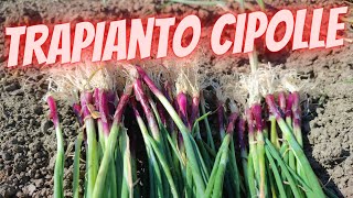 tutorial come trapiantare le cipolle [upl. by Ahseekal380]