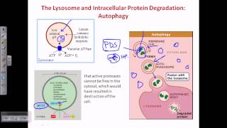 Autophagy [upl. by Ecinerev]