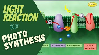 Photosynthesis Electron Transport and ATP Synthesis  Light Reaction of Photosynthesis [upl. by Wylie973]