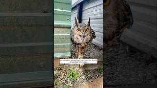 This man rescued an injured owl and then animalshorts shortsvideo animalrescue [upl. by Nalyk]