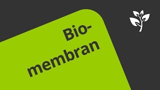 Die Biomembran und ihr Transport  Biologie  Cytologie [upl. by Lannie998]