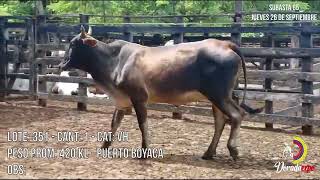 Lote Nro 351 [upl. by Eenafit]