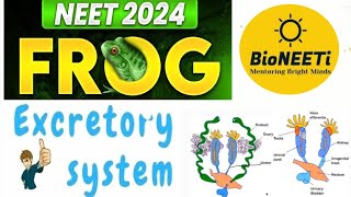 Frog Excretory System NEET Biology Structural Organisation In Animals [upl. by Rhetta]