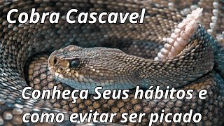 Cobra cascavel conheça seus hábitos habitat presas e como evitar ser picado [upl. by Hugon]