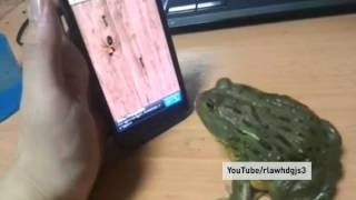 Pacman Frog catches ants on a smartphone [upl. by Unni]