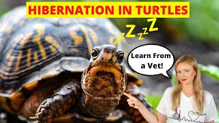 Turtle Hibernation  Everything You Must Know Vet Explains [upl. by Carce]