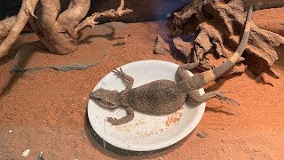 Chuckwalla Feeding [upl. by Hilel635]