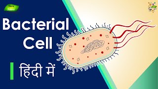 Bacterial Cell क्या है  संरचना और कार्य  Microbiology  Basic Science Series Hindi [upl. by Leyes981]