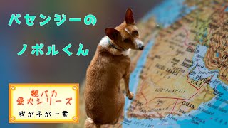 親バカ 愛犬シリーズ「バセンジーのノボルくん」めざましテレビにも登場！飼い主さんインタビュー付き [upl. by Llemmart]