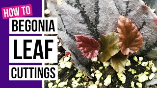 How to propagate Begonias from leaf cuttings  Begonia care tips [upl. by Tanny]