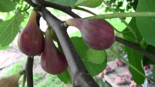 WHEN TO PICK YOUR RIPE FIGS [upl. by Ylellan]