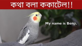 ককাটেল পাখির কথা বলা  ককাটেল পাখি পালন ৮ টি অজানা তথ্য Amazing Facts About Cockatiel  Pakhi Palon [upl. by Magner]