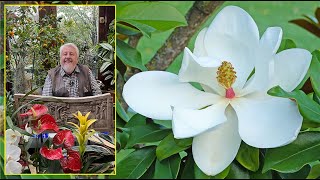 MAGNOLIA À FEUILLAGE CADUC OU PERSISTANT LES PLUS BELLES ESPÈCES amp VARIÉTÉS Le Quotidien du Jardin [upl. by Netta]