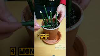 Sansevieria Fernwood Propagation [upl. by Orson]