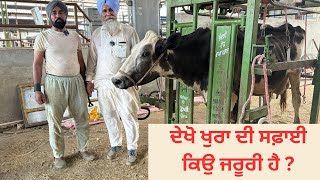 BY HOOF TRIMING WE PREVENT amp TREAT LAMENESS IN CATTLE  AULAKH DIARY FARM  RAMPURA PHUL  BATHINDA [upl. by Asum]