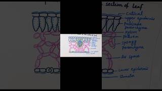 Transpiration through leaves easy diagram ytshorts youtube youtubeshorts [upl. by Adas629]