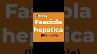 Fasciola hepatica life cycle [upl. by Meir143]