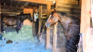 Horses Dancing To My Music  In The Barn [upl. by Sajovich]