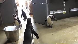 Thrive Virtual Field Trip w Oregon Zoo  Penguin Encounter [upl. by Ahseiyt]