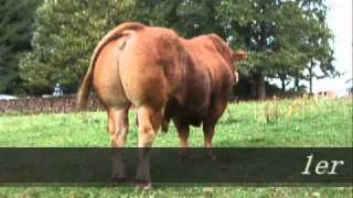 Taureau Limousin BAHUT [upl. by Rosel701]