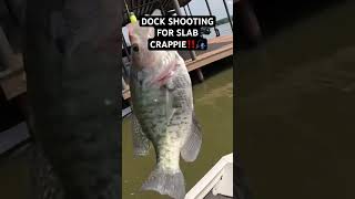 DOCK SHOOTING for SLAB CRAPPIE‼️ fishing crappie crappiefishing [upl. by Arim116]