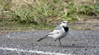 ハクセキレイMotacilla alba lugens雌の鳴き声。November 2 2019 [upl. by Deerc]