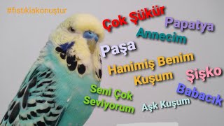 Konuşturan Muhabbet Kuşu FıstıkÇok Şükür Papatya Annecim Babacık Şişko AşkkuşumFISTIKLA KONUŞTUR [upl. by Spindell948]