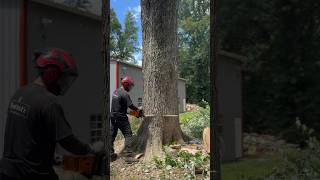 Dropping A Silver Maple Stick With A STIHL Ms 661 stihl arborist lumberjack treelife [upl. by Milurd]