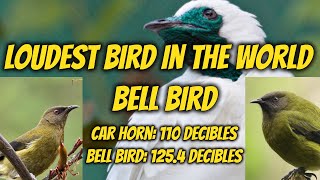 Bell bird sound  loudest bird sound in the world  Bell birds  bell bird song  morning song [upl. by Phyl373]