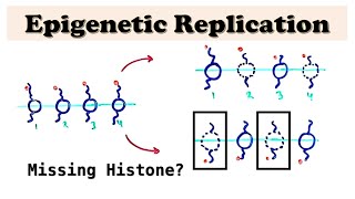 Epigenetic Replication during DNA Replication  Replicating histones and DNA methylation [upl. by Schechinger775]