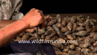 Learn how to peel areca nuts [upl. by Ditmore134]