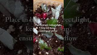 BEGONIA Wedge Cuttings  A QUICK Guide begoniarex begoniapropagation houseplantpropagation [upl. by Zandt]