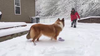 Rough Collie getting the running fits in the snow  1 year old [upl. by Ynots]