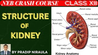 STRUCTURE OF HUMAN KIDNEY EXTERNAL amp INTERNAL I CLASS XII ZOOLOGY I NEB I CEE I PRADIP NIRAULA [upl. by Beora]