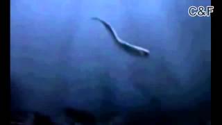 Real mermaid found from atlantis amazing footage caught on tape [upl. by Akirrehs]