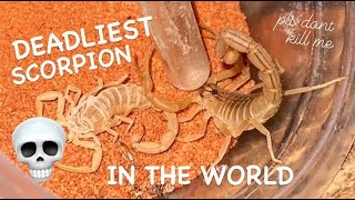 DEADLIEST SCORPION IN THE WORLD gets a New Home 💀 🦂 [upl. by Ddej]