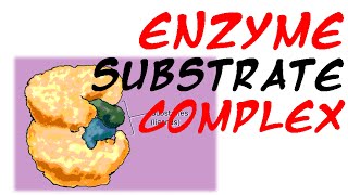 Enzyme substrate complex [upl. by Attlee]