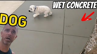 Customers DOG Completely DESTROYS my Boom finish on FRESH concrete [upl. by Bhatt]