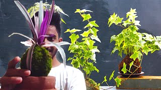 How to Make Kokedama at Home කොකඩාමා ගෙදරම හදමු Crafting Sinhala with ENG Sub tittle  Sri Lanka [upl. by Thacher344]