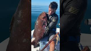 Nice Cubera snapper 40lbs spearfishing wildlife sick yeew yessirski [upl. by Kassaraba344]