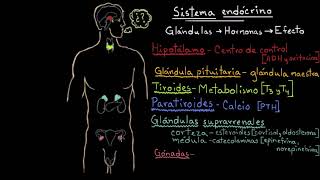 Resumen sobre las hormonas de las glándulas endocrinas  Fisiología del sistema endócrino [upl. by Cathy]