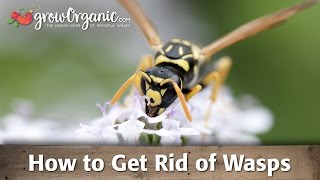 How to Get Rid of Wasps [upl. by Orose]