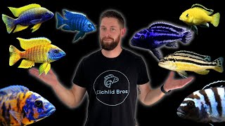 Should You Keep Mbuna and Peacock Cichlids Together [upl. by Tarazi]