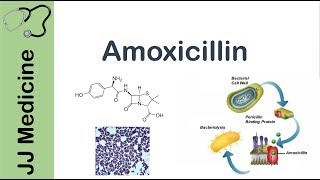 Amoxicillin  Bacterial Targets Mechanism of Action Adverse Effects  Antibiotic Lesson [upl. by Aday]