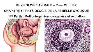 Chapitre 51 Follicule ovarien ovogenèse ovulation et corps jaune [upl. by Mcintosh736]