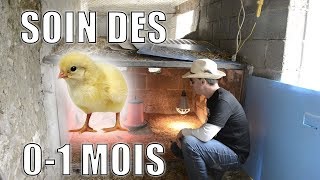 Le soin dune poussinière de 1 jour à 4 semaines [upl. by Brine]