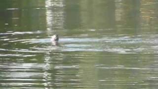 river otters hunting in a pond [upl. by Zurheide153]