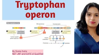 Tryptophan operon [upl. by Digirb]