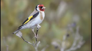 Beautiful and Colorful Birds in our Backyard  NZ Birds  Colorful Sparrows [upl. by Fallon]