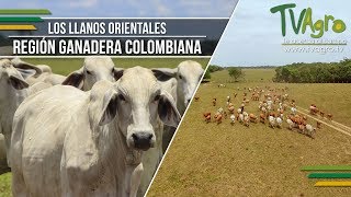 Los Llanos Orientales Región Ganadera Colombiana  TvAgro por Juan Gonzalo Angel [upl. by Nicoli]